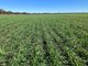 Photo - "Boundary Farms" 468 O'Leary Road, Ellangowan QLD 4361 - Image 27