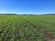 Photo - "Boundary Farms" 468 O'Leary Road, Ellangowan QLD 4361 - Image 28