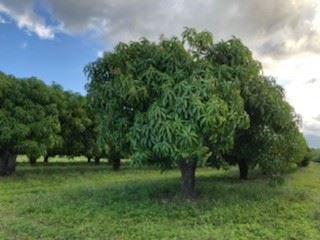 Photo - Bowen QLD 4805 - Image 7