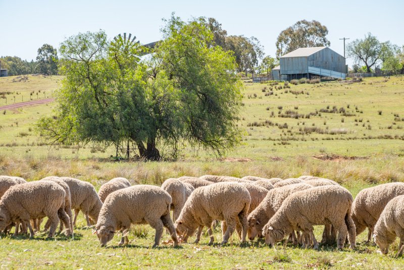 Photo - 'Braeside' Conimbla Road, Cowra NSW 2794 - Image 18