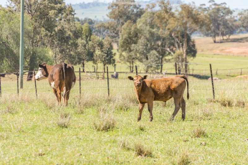 Photo - 'Braeside' Conimbla Road, Cowra NSW 2794 - Image 20