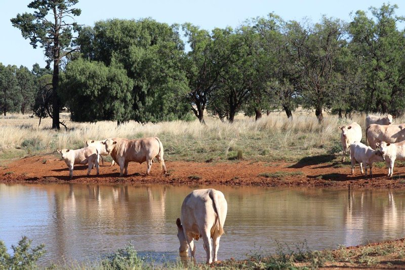 Photo - 'Brigadoon' 916 Talleeban Road, Weethalle NSW 2669 - Image 4