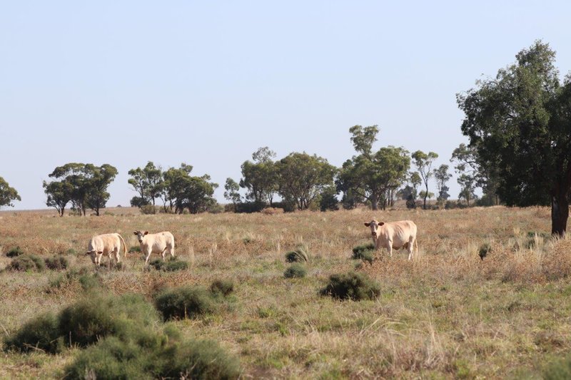 Photo - 'Brigadoon' 916 Talleeban Road, Weethalle NSW 2669 - Image 7