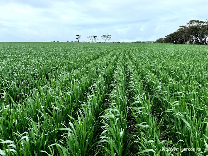 . 'Brondel' , Southern Cross WA 6426