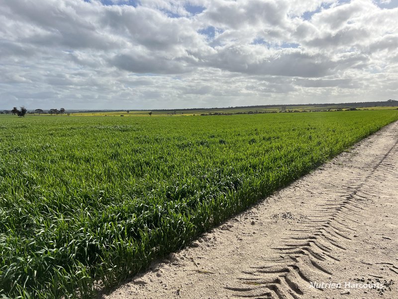 Photo - "Browns" Chandler-Merredin Road, Burracoppin WA 6421 - Image 5