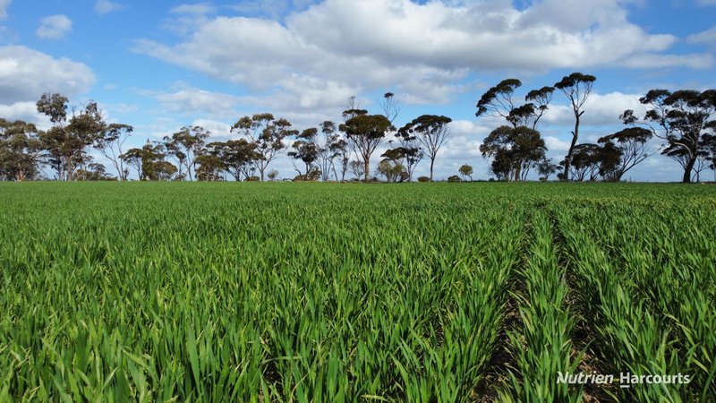 Photo - "Browns" Chandler-Merredin Road, Burracoppin WA 6421 - Image 12