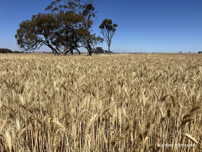 Photo - . Bruce Rock-Quairading Road, Quairading WA 6383 - Image 2