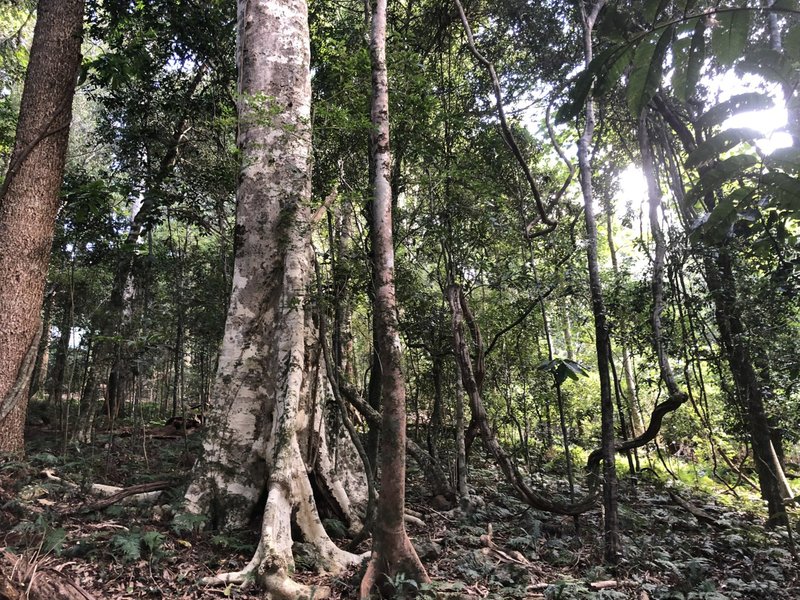 Photo - 'Buelah' Bunya Mountains Road, Bunya Mountains QLD 4405 - Image 12