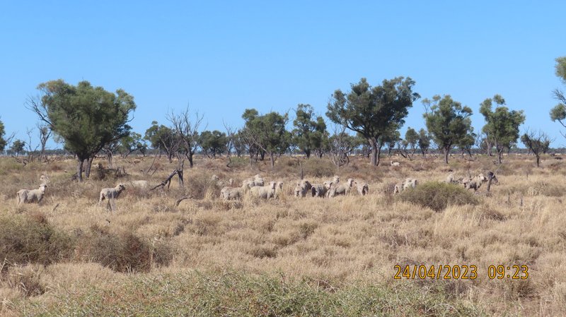 Photo - Bundabulla, 5295 Goodooga Road, Talawanta NSW 2839 - Image 10