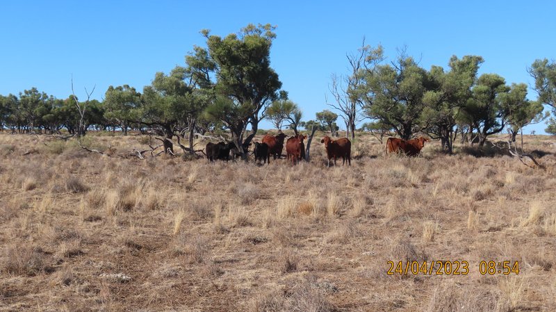 Photo - Bundabulla, 5295 Goodooga Road, Talawanta NSW 2839 - Image 14