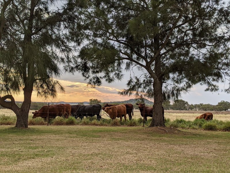 Photo - "Bungaree" 2667 Toowoomba-Cecil Plains Road, Linthorpe QLD 4356 - Image 24