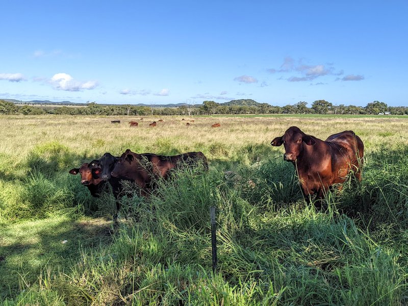 Photo - "Bungaree" 2667 Toowoomba-Cecil Plains Road, Linthorpe QLD 4356 - Image 29