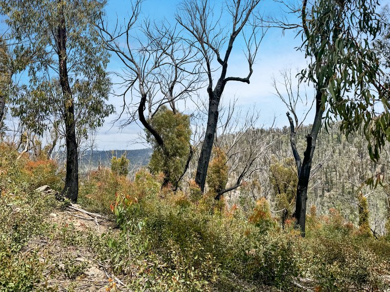 Photo - Calders Gully Road , Mangana TAS 7214 - Image 15