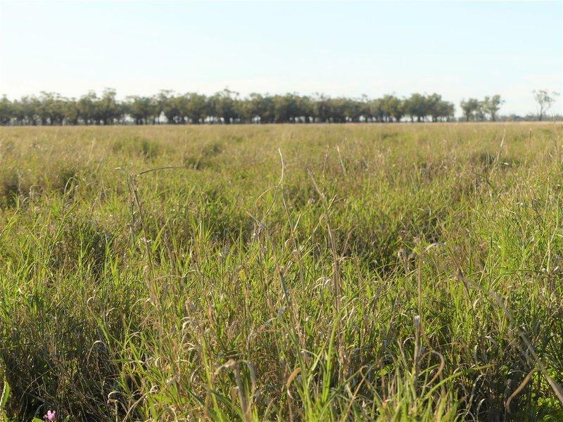 Photo - Carbean Mitchell Highway, Cunnamulla QLD 4490 - Image