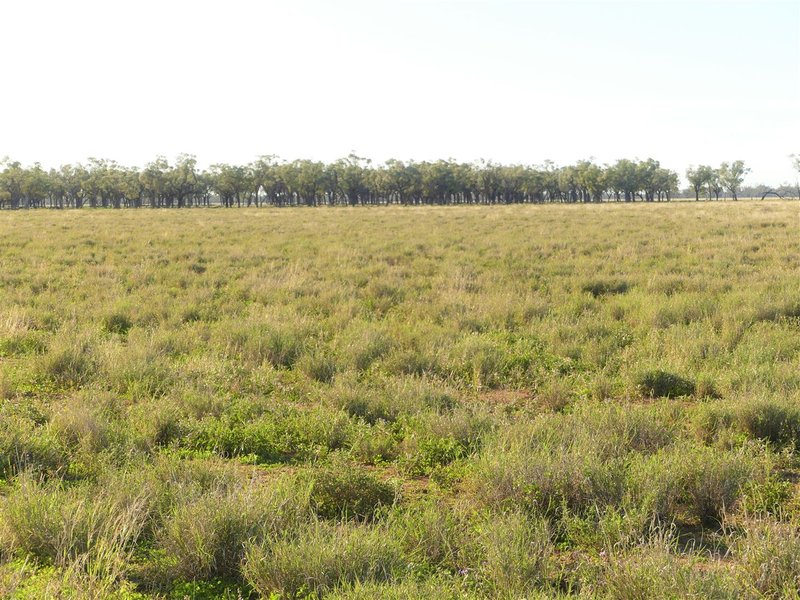 Photo - Carbean Mitchell Highway, Cunnamulla QLD 4490 - Image 11