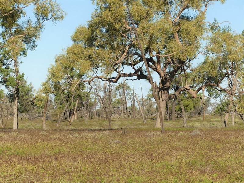 Photo - Carbean Mitchell Highway, Cunnamulla QLD 4490 - Image 13