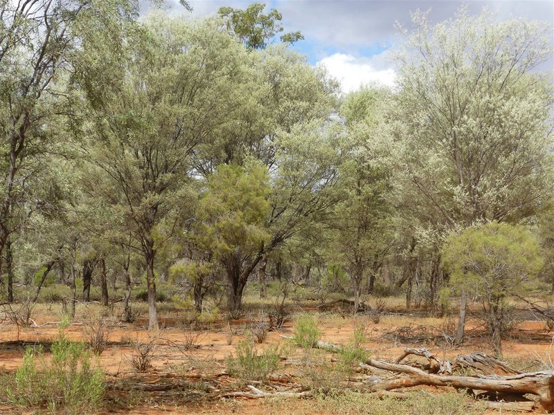 Photo - Carbean Mitchell Highway, Cunnamulla QLD 4490 - Image 16