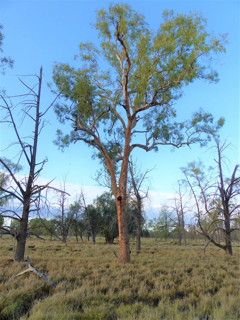 Photo - Carbean Mitchell Highway, Cunnamulla QLD 4490 - Image 20