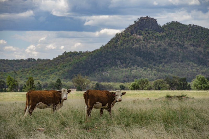 Photo - ' Carlton' , Coonabarabran NSW 2357 - Image 4