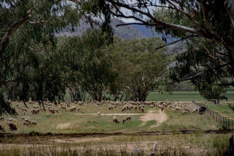 Photo - ' Carlton' , Coonabarabran NSW 2357 - Image 7