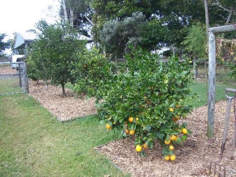 Photo - Cedar Grove QLD 4285 - Image 12