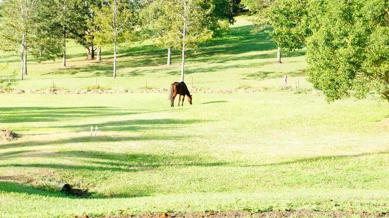 Photo - Clear Mountain QLD 4500 - Image 5