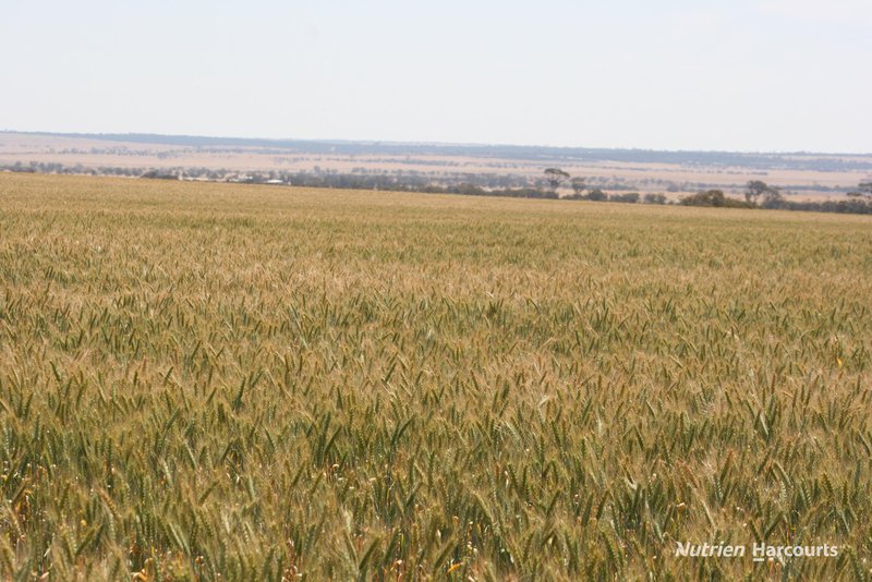 Photo - . Cnr Nembudding South Road & Hammond Road, Korrelocking WA 6485 - Image 9