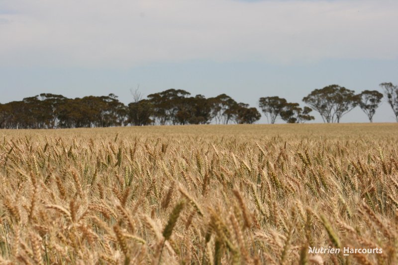 Photo - . Cnr Nembudding South Road & Hammond Road, Korrelocking WA 6485 - Image 11