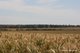 Photo - . Cnr Nembudding South Road & Hammond Road, Korrelocking WA 6485 - Image 3