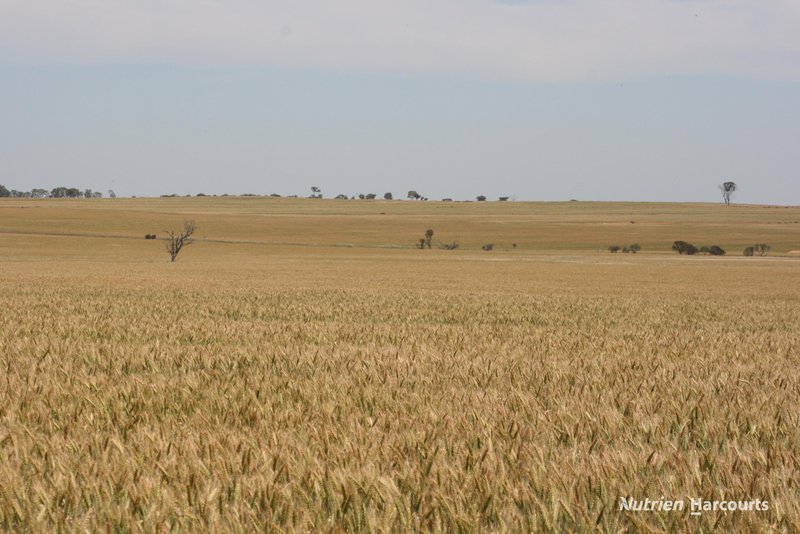 Photo - . Cnr Nembudding South Road & Hammond Road, Korrelocking WA 6485 - Image 5