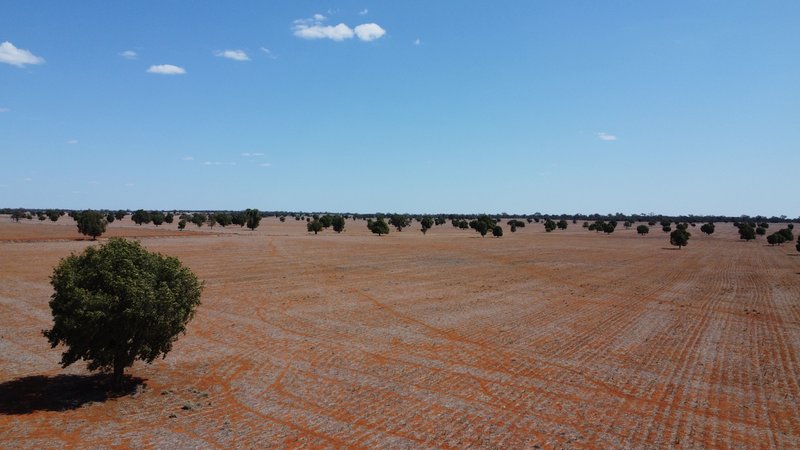 Photo - * Colly Burl , Coolabah NSW 2831 - Image 15