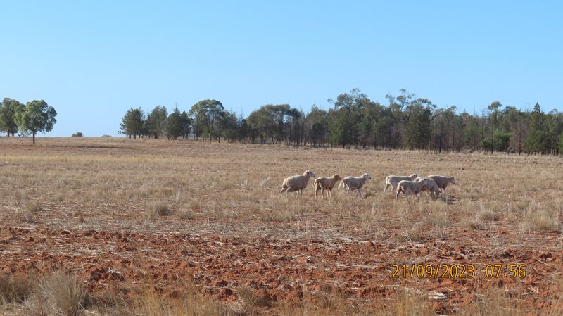 Photo - * Colly Burl , Coolabah NSW 2831 - Image 18