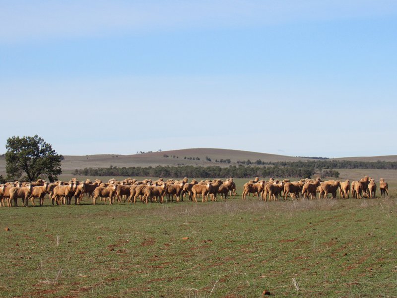 Photo - "Cooks" Deidre Road, Eurelia SA 5431 - Image 9