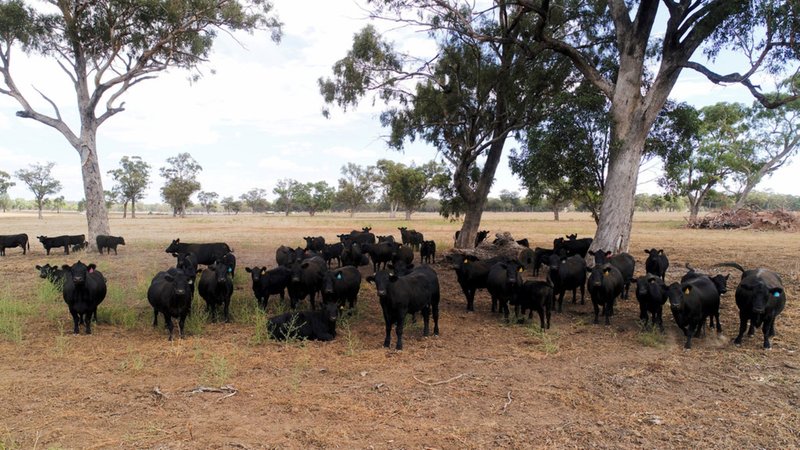 Photo - "Cumboogle" 6L Benelong Road, Dubbo NSW 2830 - Image 9