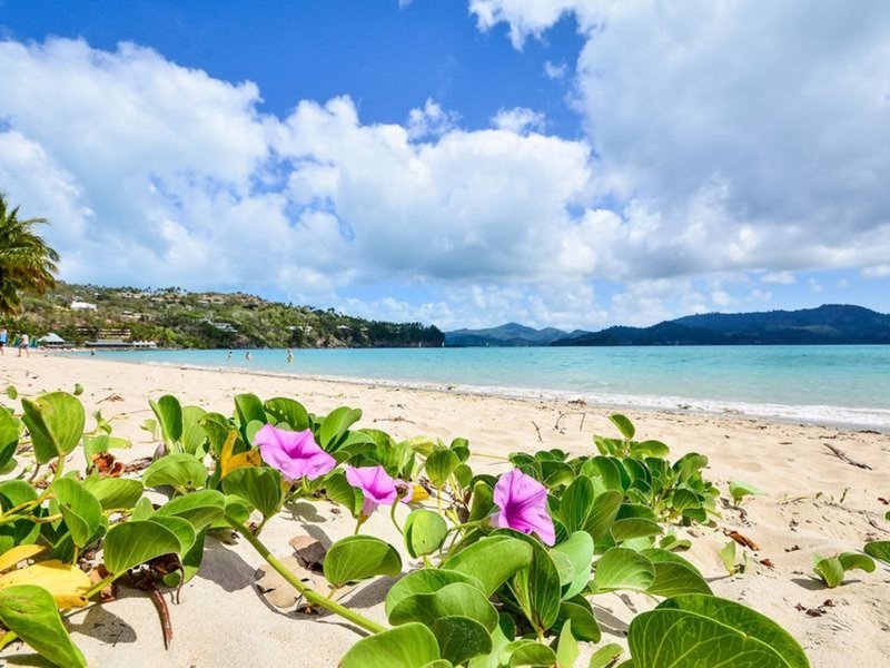 Photo - D207/18 Resort Drive, Hibiscus Lodge , Hamilton Island QLD 4803 - Image 9