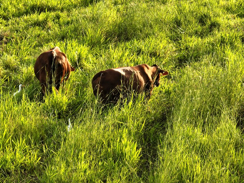 Photo - Devereux Creek QLD 4753 - Image 2