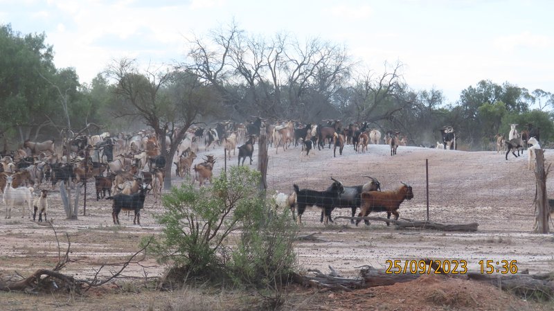 Photo - * East Cubba , Cobar NSW 2835 - Image 13