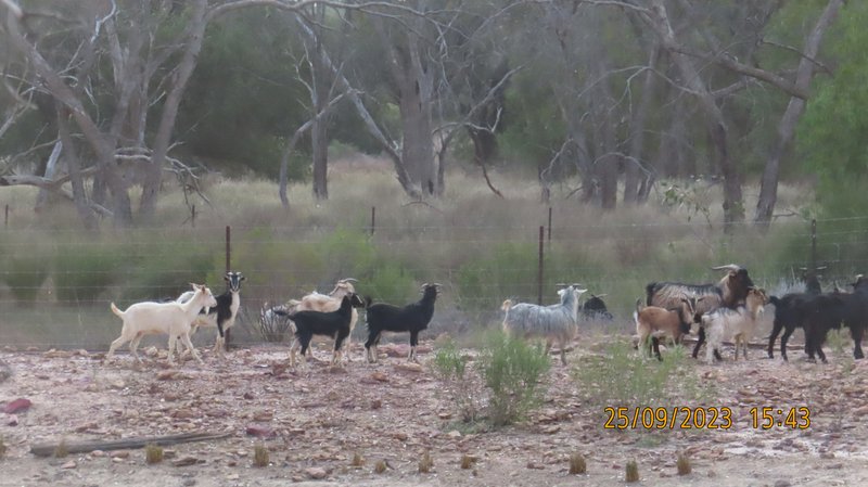 Photo - * East Cubba , Cobar NSW 2835 - Image 19