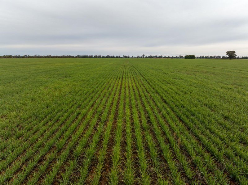 Photo - 'Eastleigh' 850 Newell Highway, West Wyalong NSW 2671 - Image 2