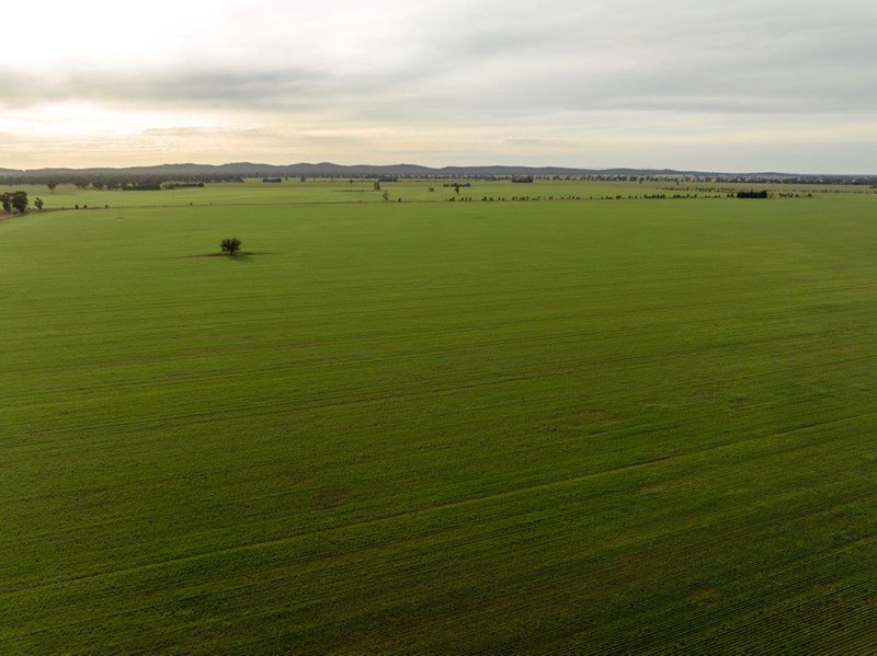 Photo - 'Eastleigh' 850 Newell Highway, West Wyalong NSW 2671 - Image 8