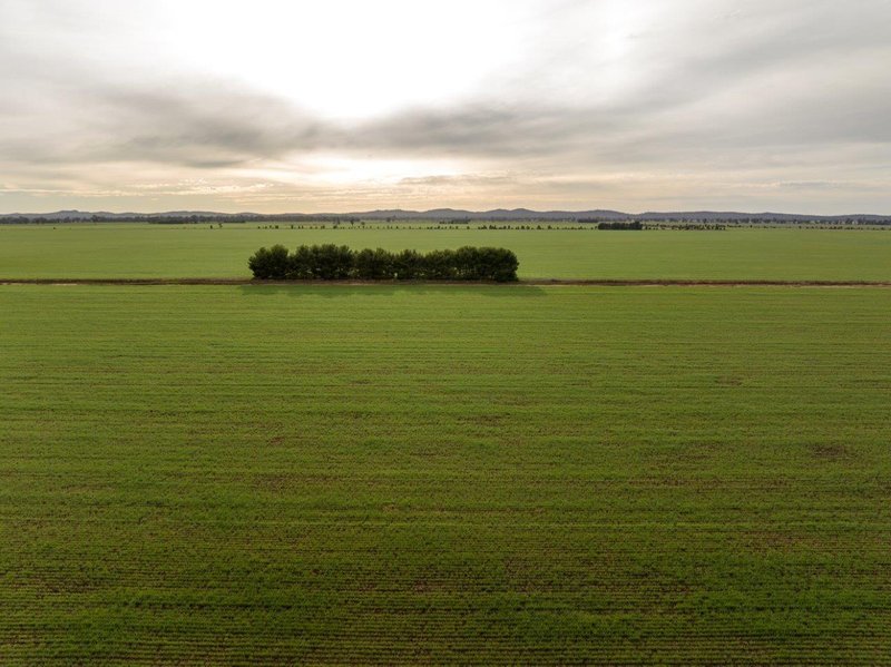 Photo - 'Eastleigh' 850 Newell Highway, West Wyalong NSW 2671 - Image 9