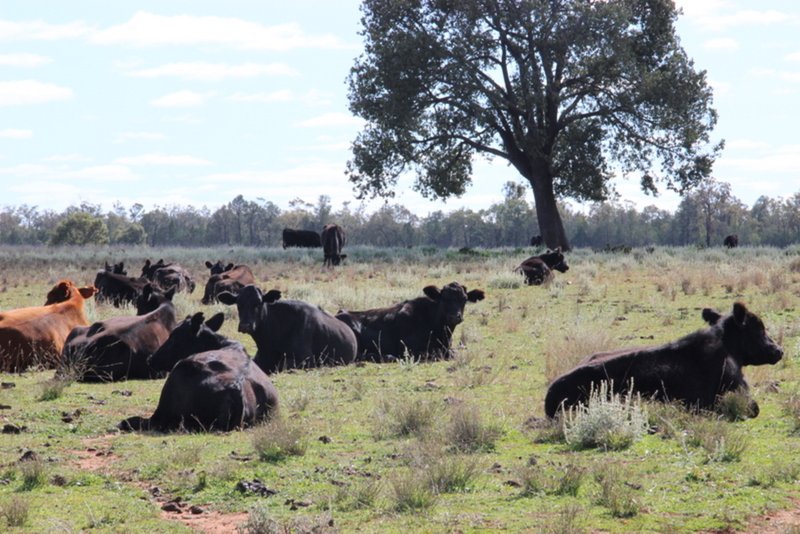 Photo - " Euligal" , Baradine NSW 2396 - Image 5