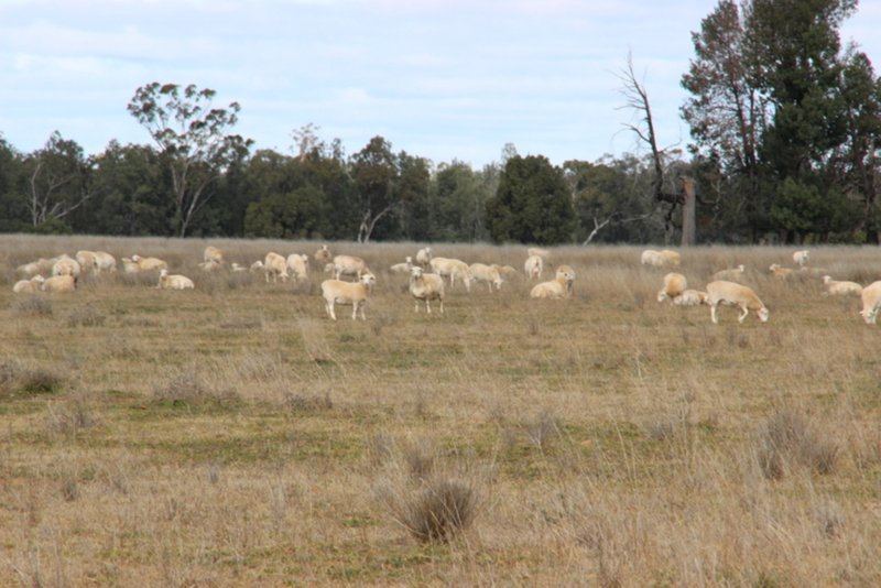 Photo - " Euligal" , Baradine NSW 2396 - Image 6