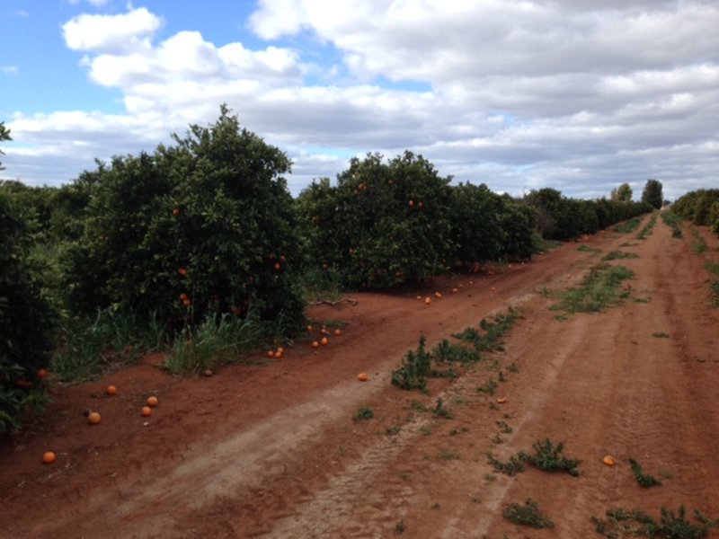 Photo - Farm 1898b Morris Rd , Lake Wyangan NSW 2680 - Image 2