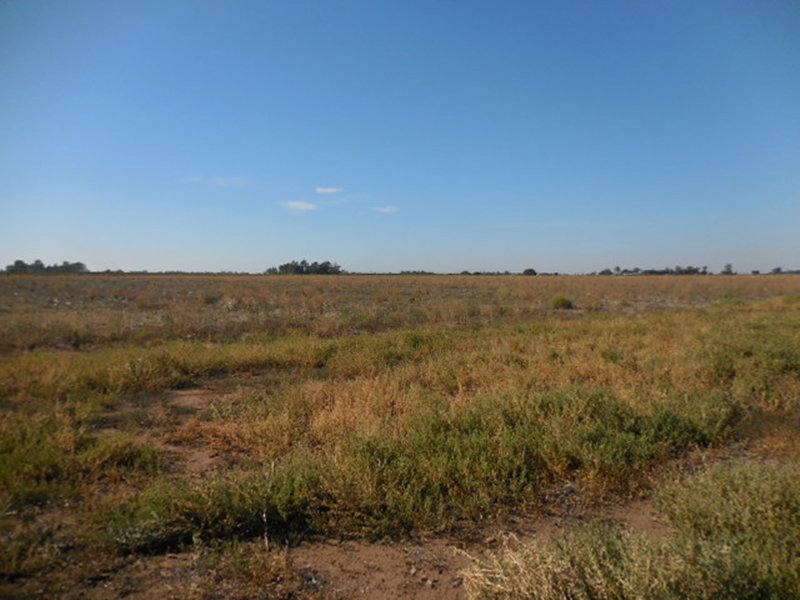 Photo - Farm 263 Bilbul Road, Beelbangera NSW 2680 - Image 11