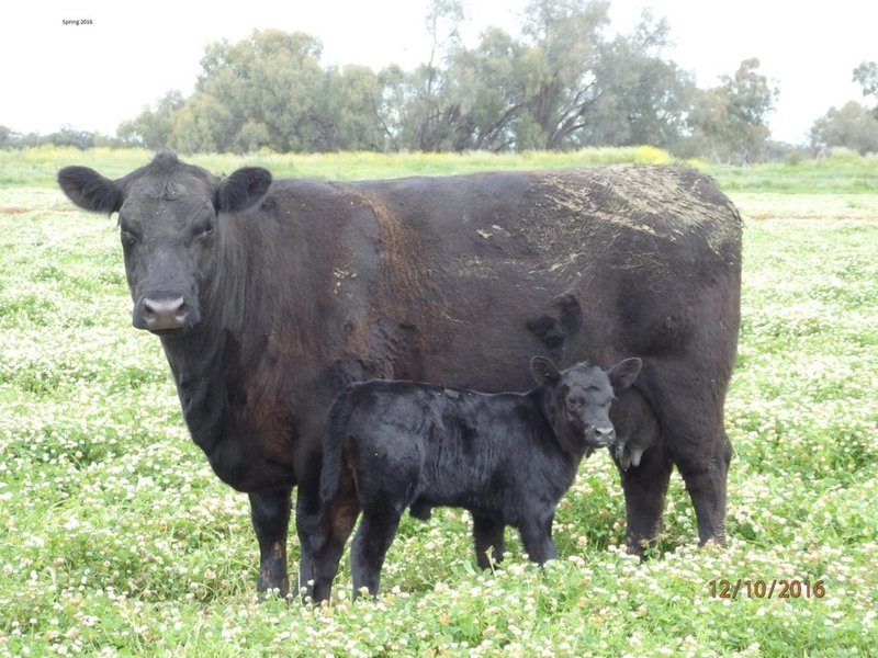 Photo - Farm 30D Lovell & Dossetor Rds , Benerembah NSW 2680 - Image 22