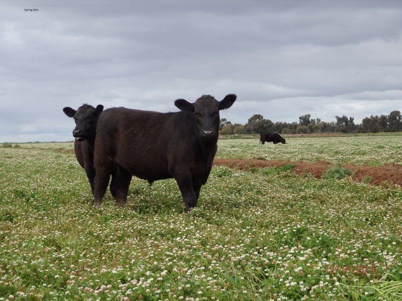 Photo - Farm 30D Lovell & Dossetor Rds , Benerembah NSW 2680 - Image 23