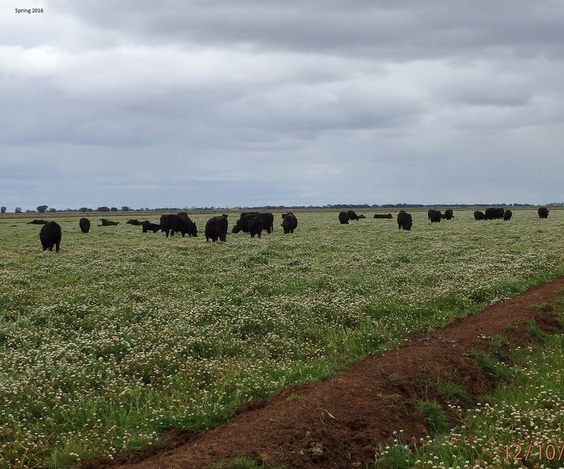 Photo - Farm 30D Lovell & Dossetor Rds , Benerembah NSW 2680 - Image 26