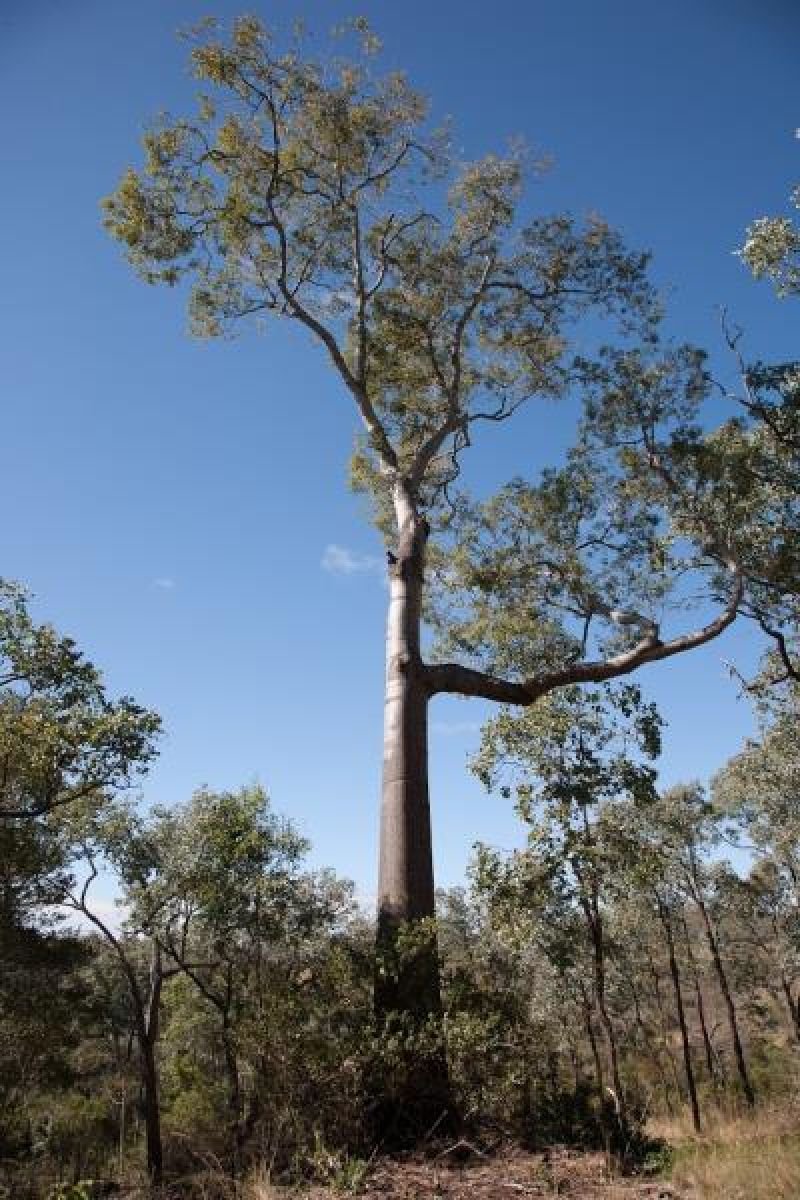 Photo - Flagstone Creek QLD 4344 - Image 16