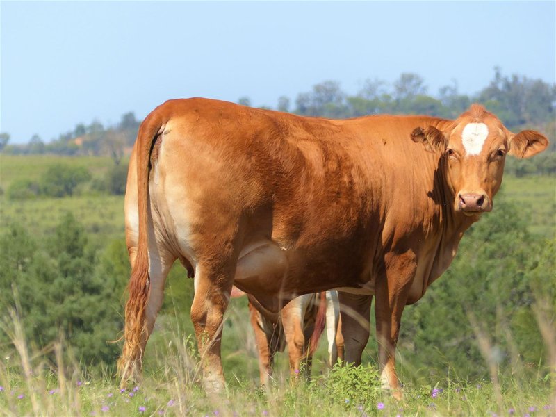 Photo - 'Forty Nine' Ashneys Road, Roma QLD 4455 - Image 9